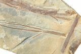 Carboniferous Horestail (Calamites) Fossil Plate - Utah #256842-1